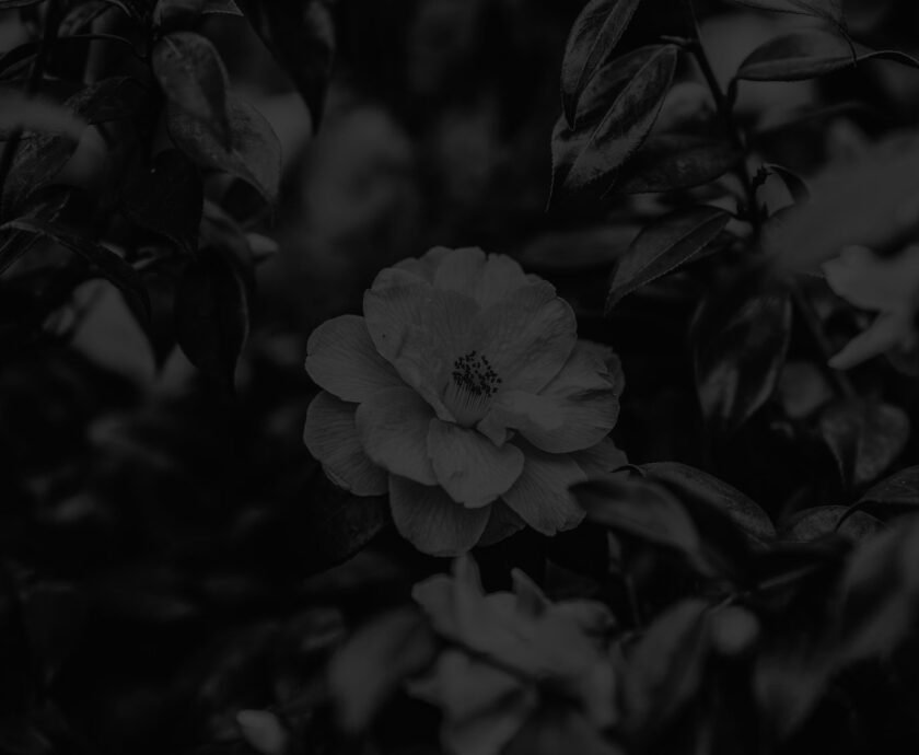 Spring Flower